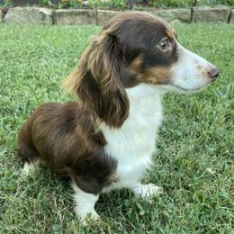 Luna - Dachshund