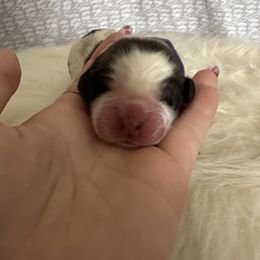 Coral - Black white and tan female English Springer Spaniel puppy in Waynesburg, Pennsylvania from Krysak’s Springer Spaniels