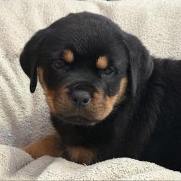 Freya - Black and tan female Rottweiler puppy in Newfoundland, Pennsylvania from Poconopaws