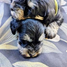 Apollo - Black and silver male Miniature Schnauzer puppy in Atascadero, California from Zion Miniature Schnauzers