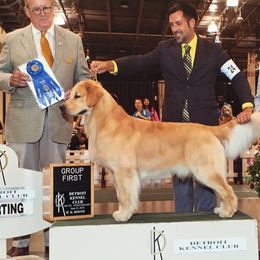 Cooper - Golden Retriever