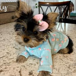 Honey - Blue and gold female Yorkshire Terrier puppy in Yuma, Arizona from Yuma Yorkie
