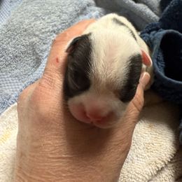 Bingo - White and brindle male French Bulldog puppy in Billings, Montana from Sugarloaf French bulldogs and Australian cattle dogs