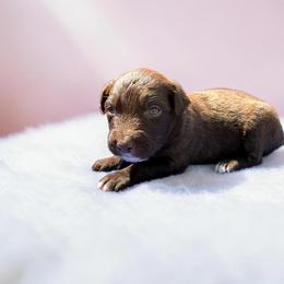Dolce - Red tri-color female Australian Shepherd puppy in Statesville, North Carolina from Charming Australian Shepherds