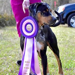 Catahoula Leopard Dogs from Maynard Catahoulas