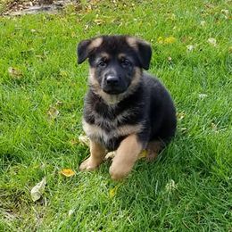 German Shepherd Puppies from Von Sagendorf Proud Paws