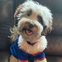 Charlea - Australian Labradoodle