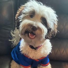 Charlea - Australian Labradoodle
