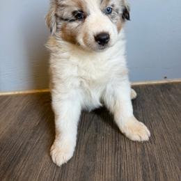 Blue Merle - Blue merle female Australian Shepherd puppy in Wittmann, Arizona from Wranglin Farms