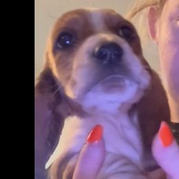 Boy 1 - Red and white male Basset Hound puppy in Letcher, Kentucky from Hackers Appalachian Basset Hounds