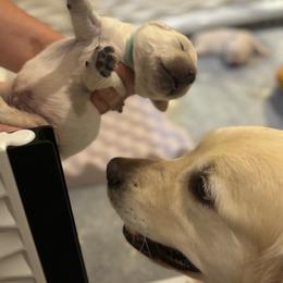 Cammie - Light golden female Golden Retriever puppy in Pleasant Hill, Missouri from KCs Golden Dream