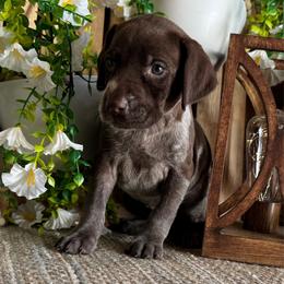 Piper - Liver roan female German Shorthaired Pointer puppy in Ulen, Minnesota from North Wind Gundogs
