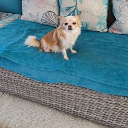 Spicey - Chihuahua