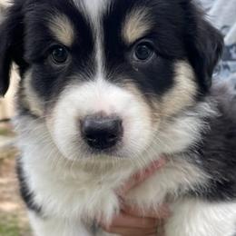 Australian Shepherd Puppies from Sandi’s Australian Shepherds