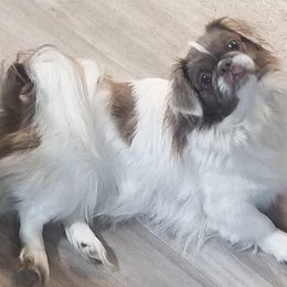 Pekingese puppies from My Unique Peke