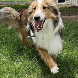 Goldendoodles, Miniature Australian Shepherds, Shetland Sheepdogs, and Toy Shetland Sheepdogs from Better Than Best Farm