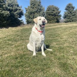 Tucker - Labrador Retriever