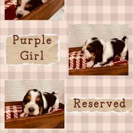 Miss Purple - Black brown and white female Basset Hound puppy in Lagrange, Georgia from Tall Oak Bassets