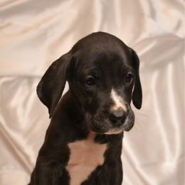 Cinnabon - Mantle female Great Dane puppy in Salem, Oregon from Gigantes de Cervantes