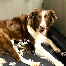 Tess - Border Collie