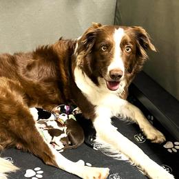 Tess - Border Collie