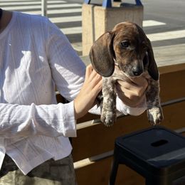 Iceman - Piebald male Dachshund puppy in Temecula, California from Naomi Magee's Dachshund Kennel