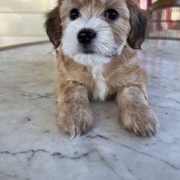 Gigi - Fawn female Companion Cross puppy in Lodi, California from V & V Kennels