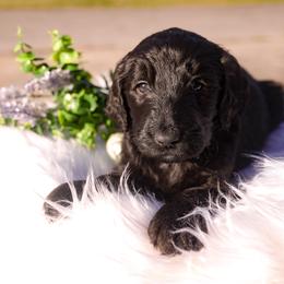 Vesper - Phantom male Goldendoodle puppy in Portsmouth, Virginia from Hopping Howlers Ranch