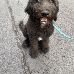 Bernedoodle and Goldendoodle All Grown Up from A.N.A. Doodles