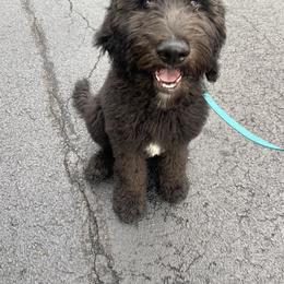 Bernedoodle and Goldendoodle All Grown Up from A.N.A. Doodles