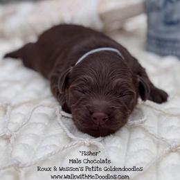 Fisher - Red  male Goldendoodle puppy in Orange, Texas from Walk with Me Doodles