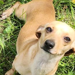 Dobby - Dachshund