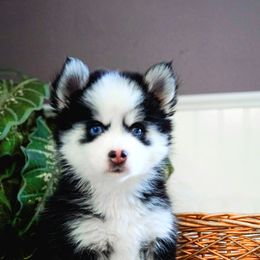 Pomsky Puppies from Arctic Star Pomskies