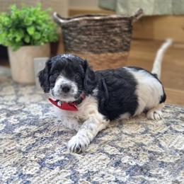 Meet Patches :) - Black and white male Cavapoo puppy in Centerville, Iowa from Barnyard Dachshunds, Dals & Doodles
