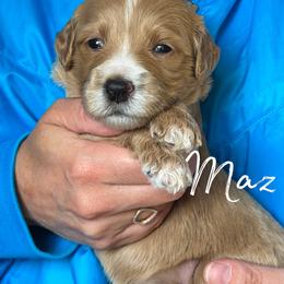 MAZ - Apricot female Goldendoodle puppy in Minneapolis, Minnesota from The Golden Roo