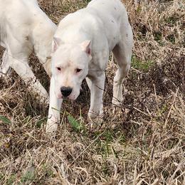Dogo Argentino Puppies from Diavol Dogos /DoubleD Creek Ranch