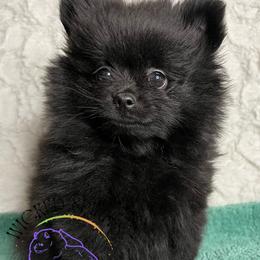 HOLD AKC PEPSI - Black male Pomeranian puppy in Watkins Glen, New York from Wicked Spirits Pomeranians