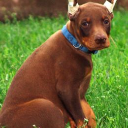 Doberman Pinschers and Weimaraners from Megan Dollinger