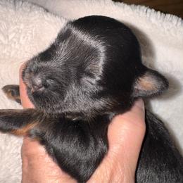 Black girl - Black female Miniature Schnauzer puppy in Pflugerville, Texas from K&K Precious Tx schnauzers