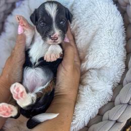Candy - Tri-color female Bernedoodle puppy in Rose Hill, North Carolina from Red Door Canines