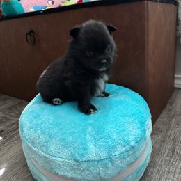 Minnie - Black parti female Pomeranian puppy in Yukon, Oklahoma from Rae of Sunshine Poms