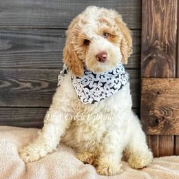 Australian Labradoodle, Cavapoo, and Goldendoodle Puppies from Deer Creek Labradoodles