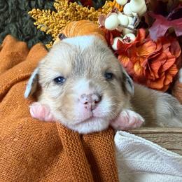 Spice - Sable merle and white female American Corgi puppy in Paxton, Illinois from McGovern Family Corgis