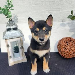 Zoey - Black and tan female Shiba Inu puppy in Illinois from Precious-Puppies