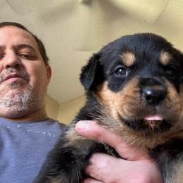 Pink girl - Black and mahogany female Rottweiler puppy in Colorado Springs, Colorado from Von Locher Rotties