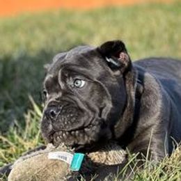 Cane Corso from Difesa Cane Corso