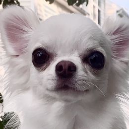 Marilyn - Chihuahua