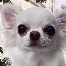 Marilyn - Chihuahua