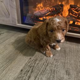 Happy - Apricot male Goldendoodle puppy in Pensacola, Florida from Goldendoodles Love You in Pensacola Friend Edition