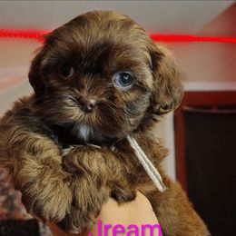 Pumpkin - Chocolate female Shih Tzu puppy in Memphis, Tennessee from Thorntons Fur Crew